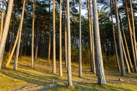 Pine tree seaside forest at sunset Foto stock