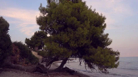 A pine tree on a seaside in Greece Video stock 68311684