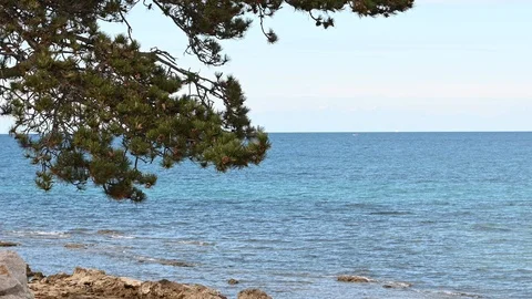 Pine tree at the seaside on a sunny day Stock Footage 125692400