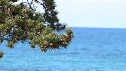 Pine tree at the seaside on a sunny day Stock Footage 125854094
