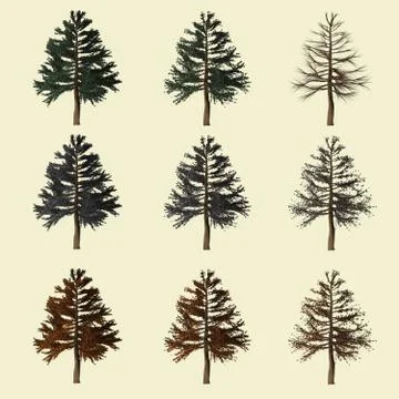 Pine tree season change set,summer winter autumn 3d rendering isolated for .. Stock Illustration