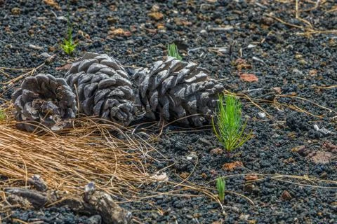 Pine tree seed growing in Caldera de Taburiente Stock Photos