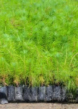 Pine tree seedlings Stock Photos