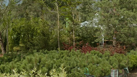 Pine Tree Seedlings at Plant Nursery in Summer Stock Footage 301227767
