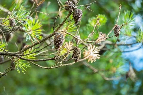 Pine Tree Seeds on Branches Stock Photos