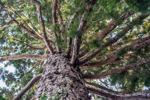 Pine tree seen from below Stock Photos