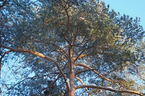A pine tree is seen reaching up into the bright blue sky. Snow covers some .. Fotos de archivo