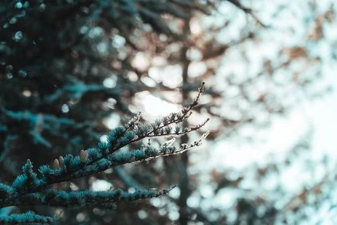 PINE TREE SELECTIVE FOCUS ON BRANCH WITH SUN IN THE BACKGROUND Stock Photos