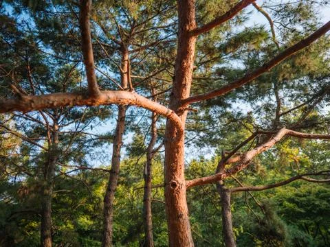 Pine tree in Seoul's park Stock Photos
