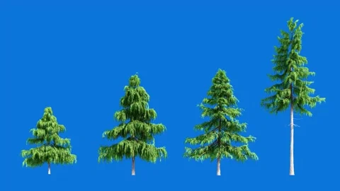 Pine Tree Set in Various Sizes Swaying in Wind 3D Animation on Blue Screen Stock Footage 333470932