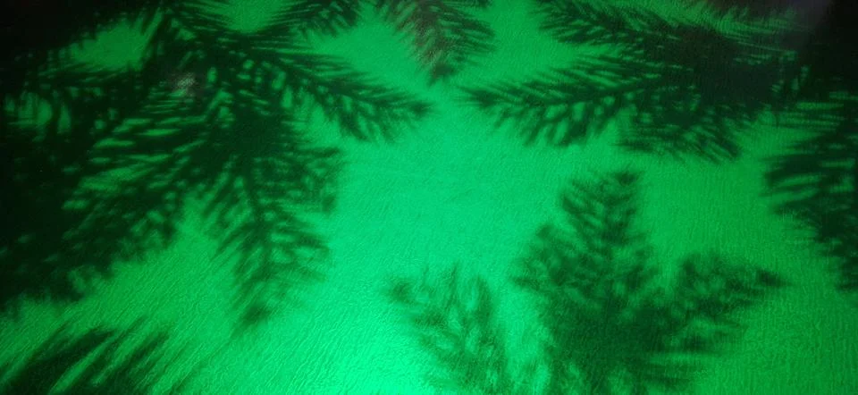 Pine tree shadow green background Halloween festival Stock Photos