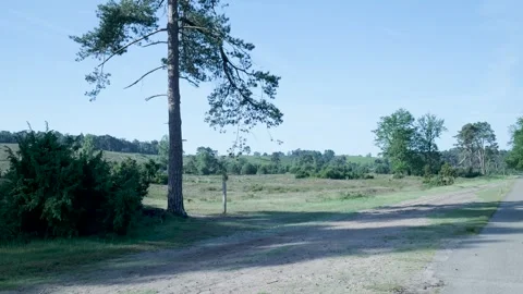 Pine tree shadow moving on a dirt road in a field Stock Footage 347406826