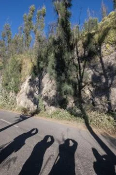 Pine tree with shadow of the tree and traveler at Mount Dingklik , East Java, Stock Photos