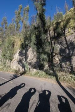 Pine tree with shadow of the tree and traveler at Mount Dingklik , East Java, Foto stock
