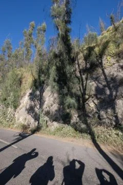 Pine tree with shadow of the tree and traveler at Mount Dingklik , East Java, Foto stock