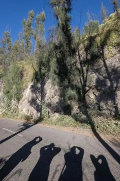 Pine tree with shadow of the tree and traveler at Mount Dingklik , East Java, Stock Photos