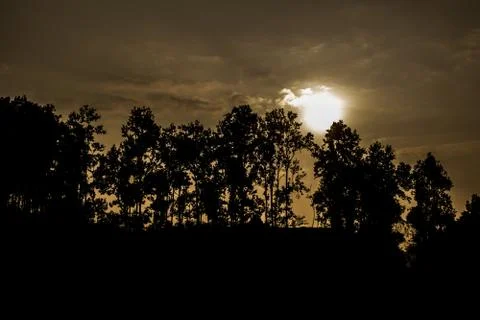 Pine tree at Shillong View Point, Laitkor Peak shillong meghalaya india. Stock Photos