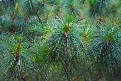 Pine tree at Shillong View Point, Laitkor Peak shillong meghalaya india. Stock Photos