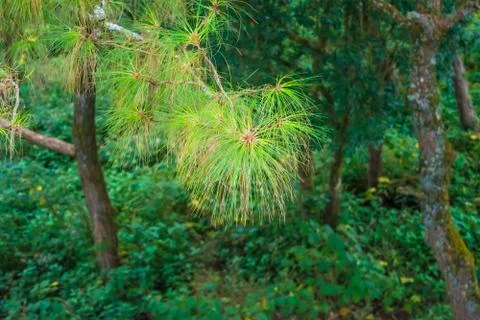 Pine tree at Shillong View Point, Laitkor Peak shillong meghalaya india. Stock Photos