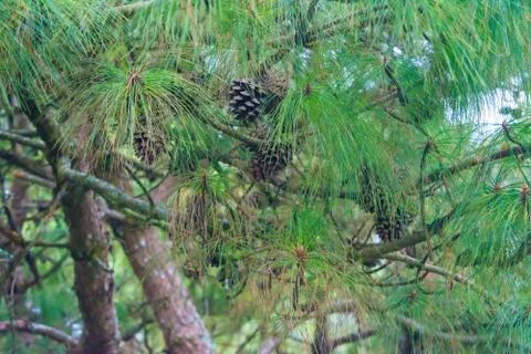 Pine tree at Shillong View Point, Laitkor Peak shillong meghalaya india. Stock Photos