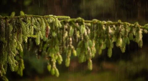 Pine tree with shining water drops after summer rain Fotos de archivo