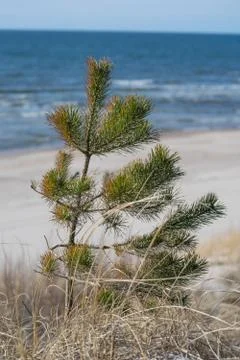 Pine tree on shoreline in dunes of baltic sea Palanga Stock Photos