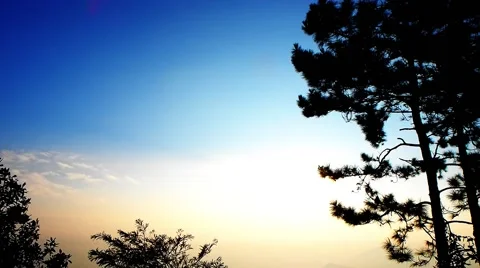 Pine tree silhouette Stock Footage 56874270