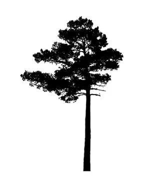 Pine tree silhouette isolated on white background vector Stock Illustration