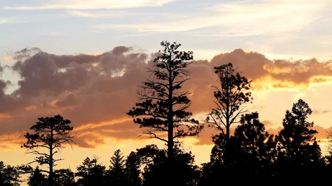 Pine tree silhouette in Paria view overlook moving clouds in Bryce sunset Stock Footage 120605899