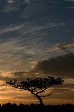 Pine tree silhouette Stockfoto's