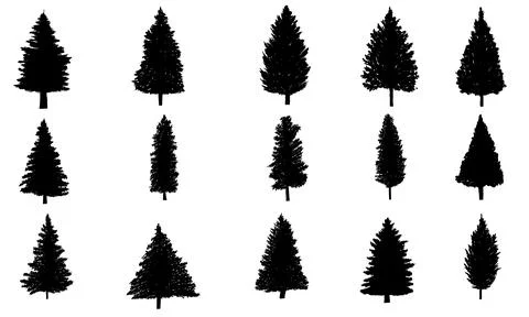 Pine tree silhouette set collection vector illustration Stock Illustration