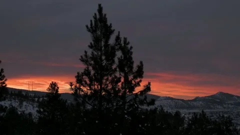 Pine tree silhouette at sunset, 4K Stock Footage 168911573