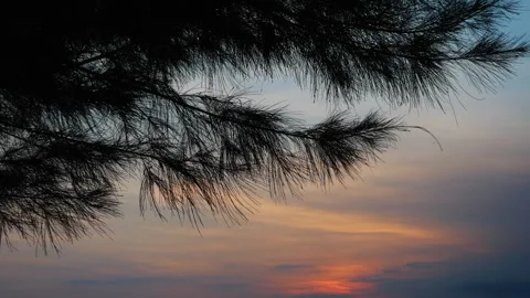 Pine Tree Silhouette at Sunset Stock Footage 339551805
