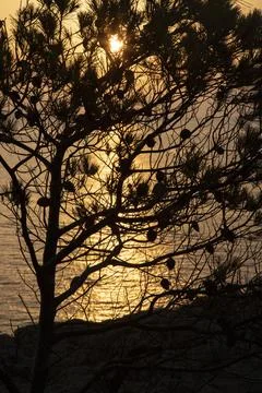 Pine tree silhouette at sunset over shimmering ocean Stock Photos
