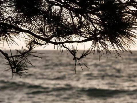Pine tree silhouette at sunset 库存照片
