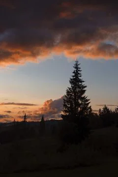 Pine Tree Silhouette at Sunset Stock Photos