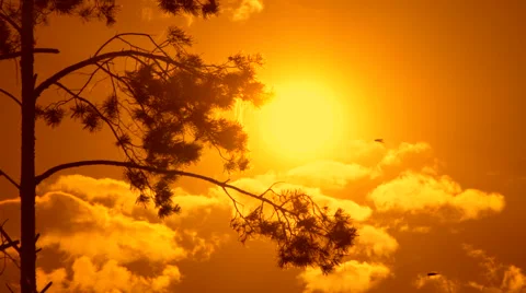 Pine tree silhouette swaying Stock Footage 65368228