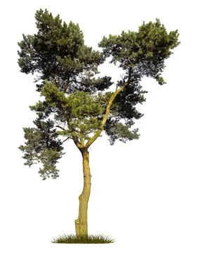 Pine tree silhouette on white background. Fotos Stock