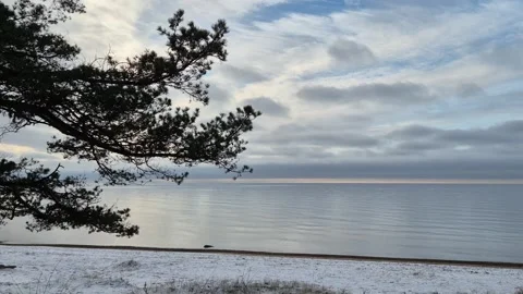 Pine Tree Silhouette On Winter Coast Stock Footage 322051952
