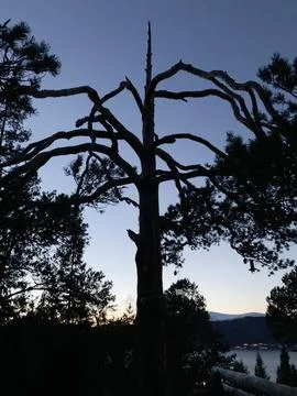 A pine tree in silhouette in a winter evening mood Stock Photos