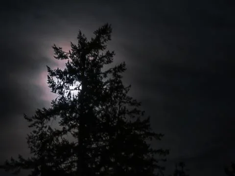Pine tree silhouetted in front of the moon with thin whispy clouds Foto stock