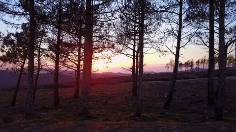 Pine Tree Silhouettes against a Mountain Sunset Stock Photos