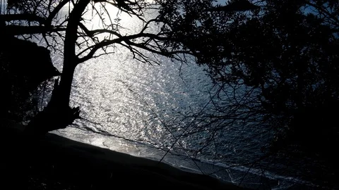 Pine Tree Silhouettes Against the Sea (Maratea, Italy) Stock Footage 123415038