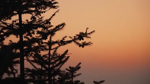 Pine tree silhouettes against a vibrant orange sunset in a natural environment Stock Footage 342020948