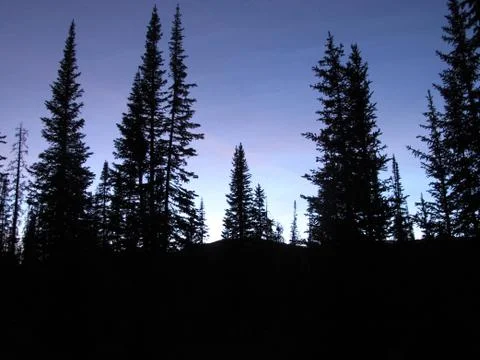 Pine Tree Silhouettes of the Dusky Evening in the Wasatch Mountains 写真素材