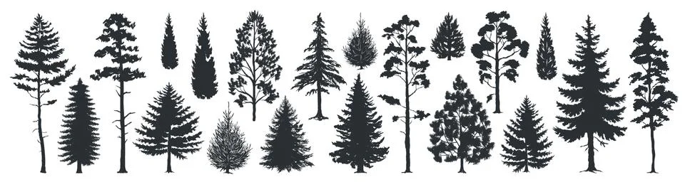 Pine tree silhouettes. Evergreen forest firs and spruces black shapes, wild Stock Illustration