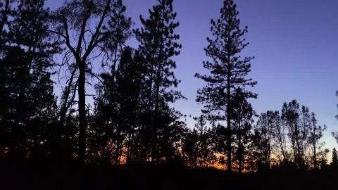 Pine Tree Silhouettes Stock Footage 246987550
