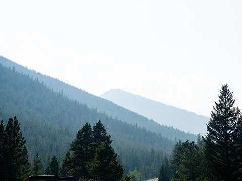 Pine tree silhouettes with mountains in the background. Foto stock