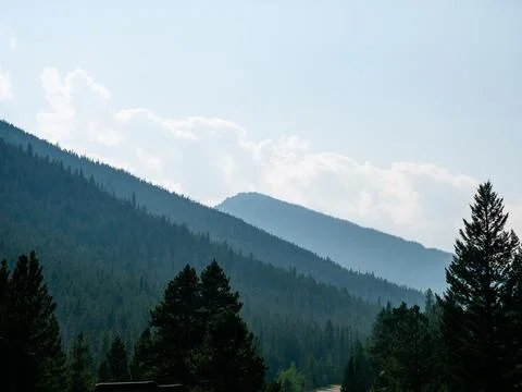 Pine tree silhouettes with mountains in the background. Stock-Fotos