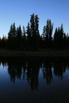 Pine tree silhouettes Stock Photos